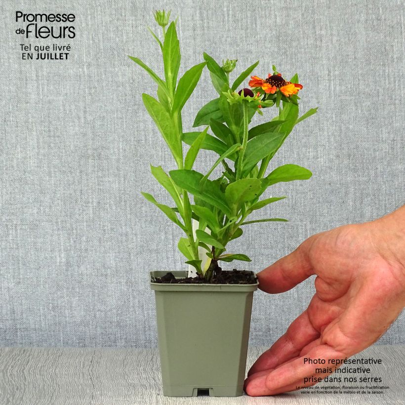 Exemplar von Sonnenbraut Short' n'Sassy - Helenium Kleine Töpfe von 8/9 cm wie im Sommer geliefert