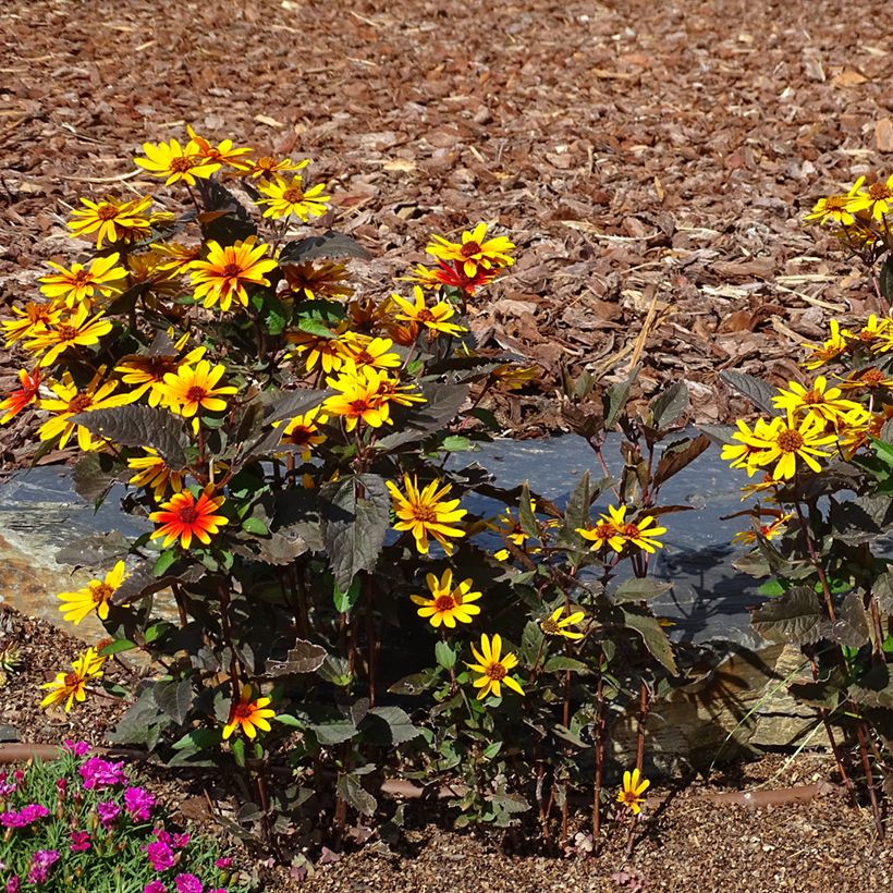 Sonnenbraut Strawberry Sundae - Helenium (Hafen)