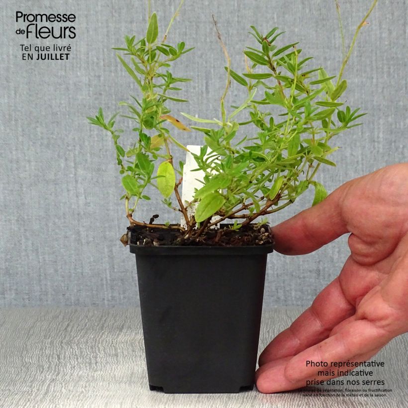Exemplar von Sonnenröschen Bronzeteppich - Helianthemum Kleine Töpfe von 8/9 cm wie im Sommer geliefert