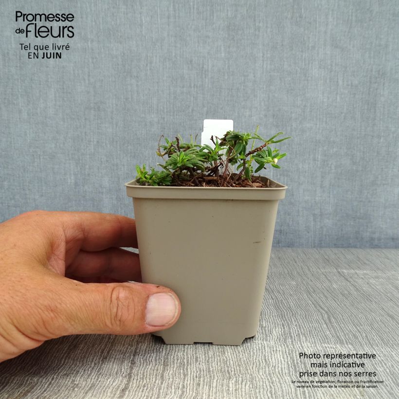 Exemplar von Sonnenröschen Orange Double - Helianthemum Kleine Töpfe von 8/9 cm wie im Sommer geliefert