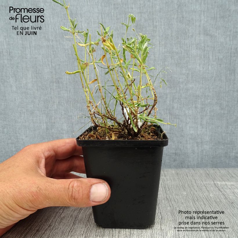 Exemplar von Sonnenröschen Sulphureum Plenum - Helianthemum Kleine Töpfe von 8/9 cm wie im Sommer geliefert