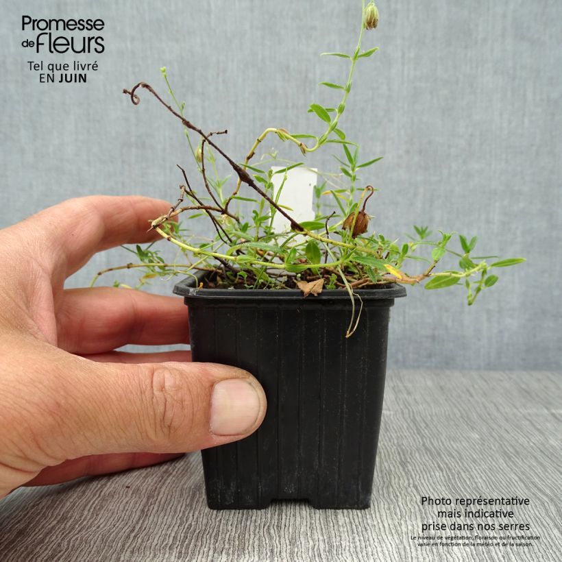 Exemplar von Helianthemum nummularium - Gelbe Sonnenröschen Kleine Töpfe von 8/9 cm wie im Sommer geliefert
