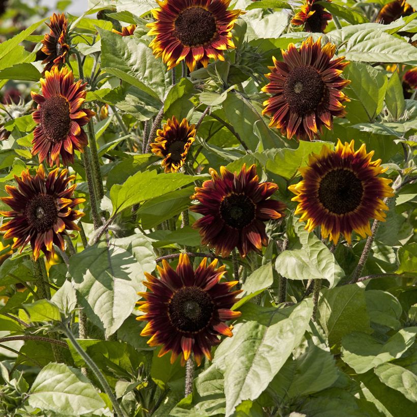 Gemeine Sonnenblume F1 Schock-o-Lat - Helianthus (Blüte)