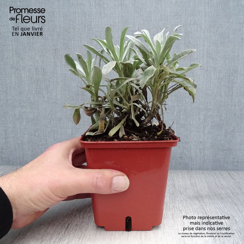 Exemplar von Helichrysum Red Jewel - Strohblume Topf mit 1L/1,5L wie im Winter geliefert