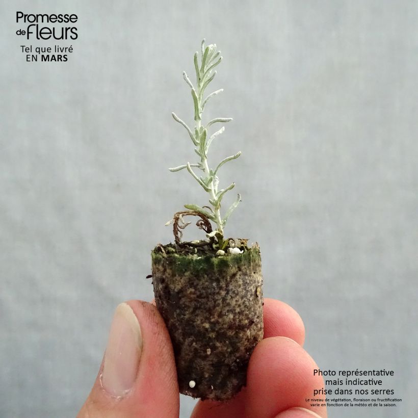 Exemplar von Strohblume Pflanzen - Helichrysum italicum Mini-Plug Ø 1,5/2,5 cm wie im Frühjahr geliefert
