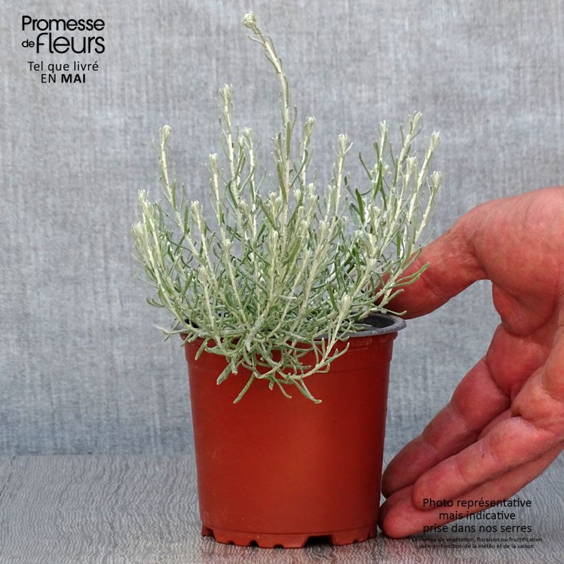 Exemplar von Strohblume Pflanzen - Helichrysum italicum Kleine Töpfe von 8/9 cm wie im Frühjahr geliefert