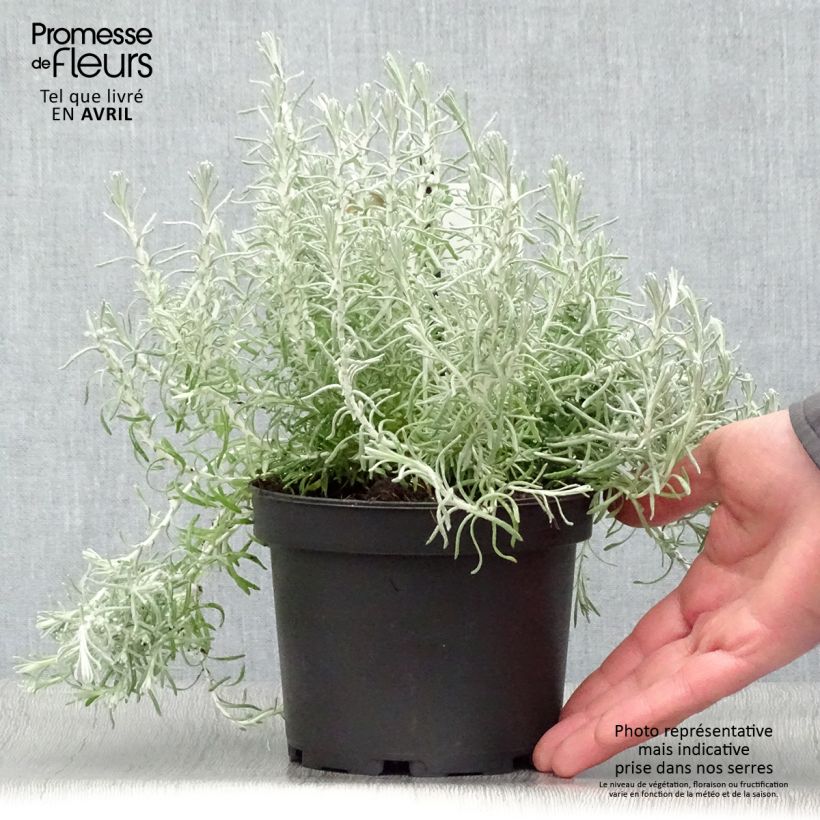 Exemplar von Strohblume - Helichrysum italicum subsp. microphyllum Topf mit 1,5L/2L wie im Frühjahr geliefert
