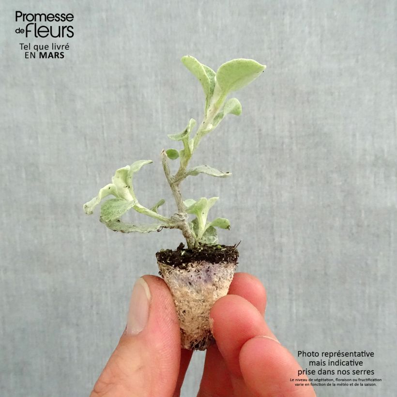 Exemplar von Helichrysum petiolare Silver - Strohblume Mini-Plug Ø 3/4 cm wie im Frühjahr geliefert