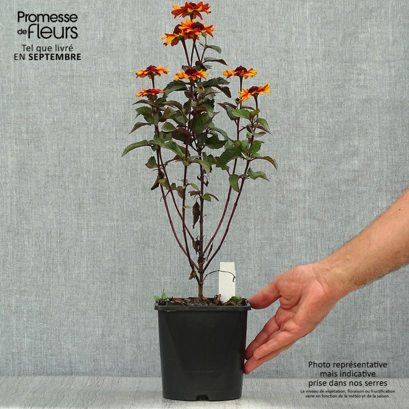 Exemplar von Heliopsis helianthoides Luna Roja - Sonnenauge Topf mit 2L/3L wie im Herbst geliefert