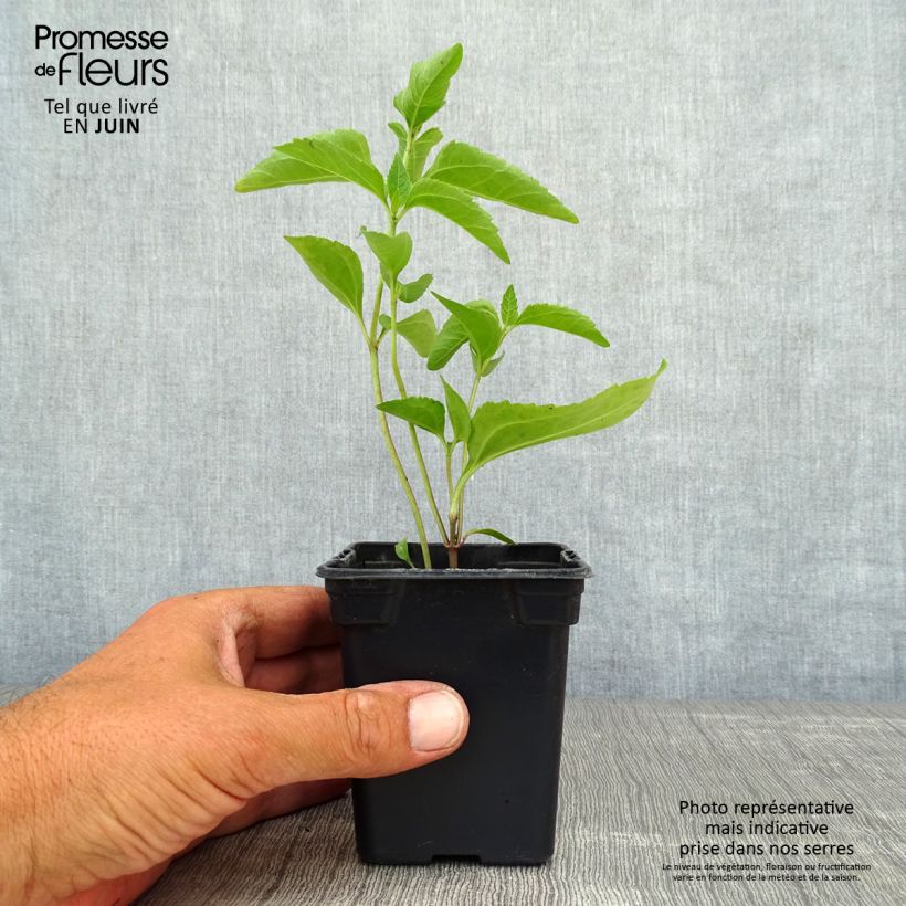 Exemplar von Heliopsis helianthoides var. scabra Summer Sun - Sonnenauge Kleine Töpfe von 7/8 cm wie im Sommer geliefert