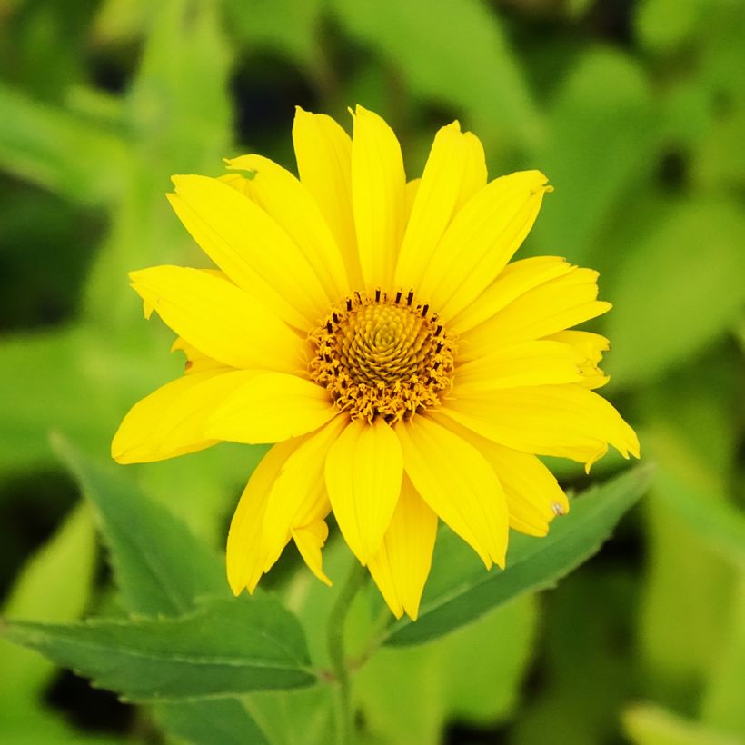 Heliopsis helianthoides var. scabra Summer Sun - Sonnenauge (Blüte)