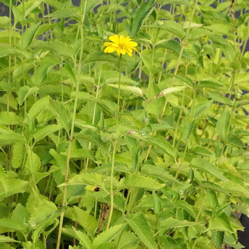 Heliopsis helianthoides var. scabra Summer Sun - Sonnenauge (Hafen)