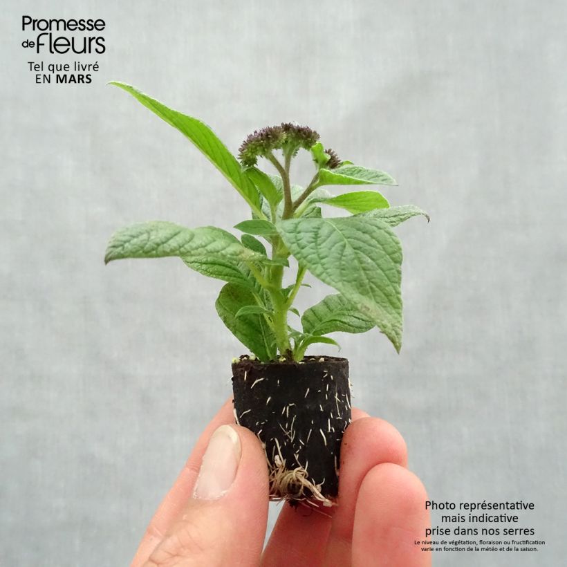 Exemplar von Heliotropium arborescens Marine - Vanilleblume Mini-Plug Ø 3/4 cm wie im Frühjahr geliefert