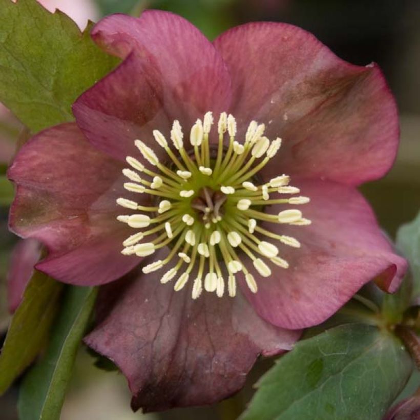 Helleborus orientalis Red (Blüte)