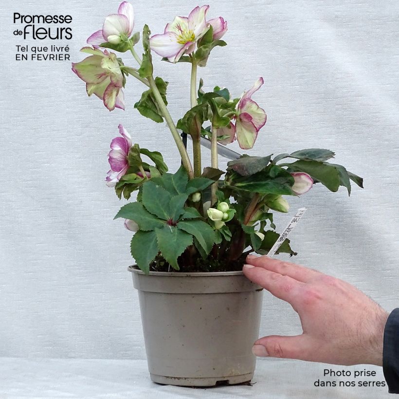 Exemplar von Helleborus orientalis HGC Ice N' Roses Picotee Topf mit 2L/3L wie im Winter geliefert