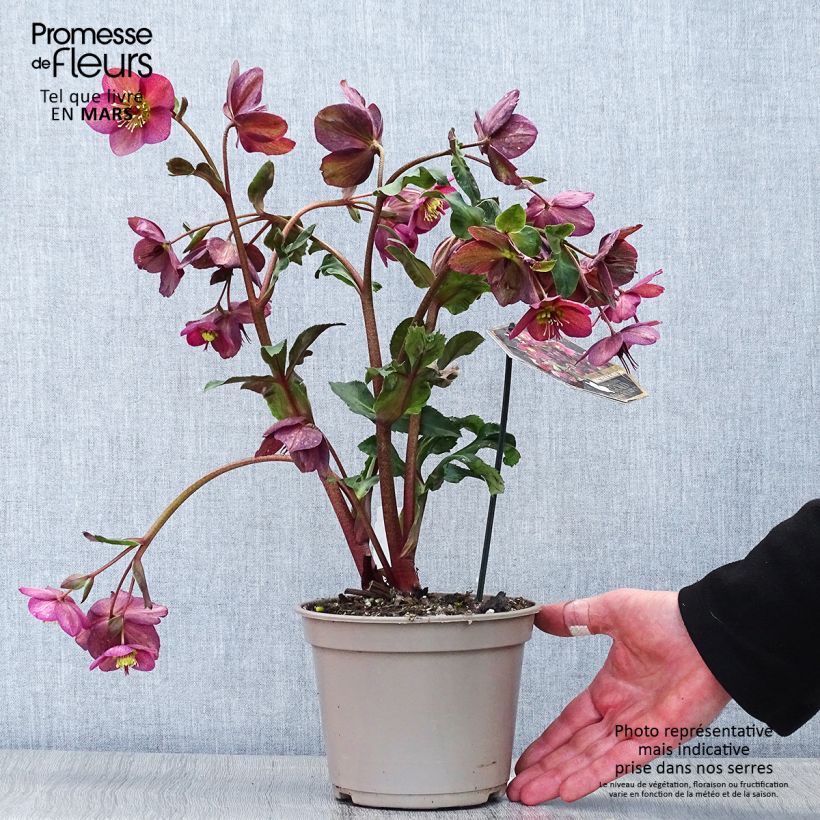 Exemplar von Helleborus orientalis HGC Ice N' Roses Red Topf mit 2L/3L wie im Frühjahr geliefert