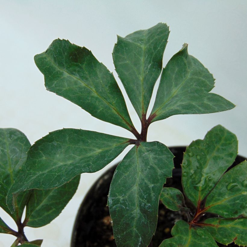 Helleborus ballardiae Maestro - Nieswurz (Laub)