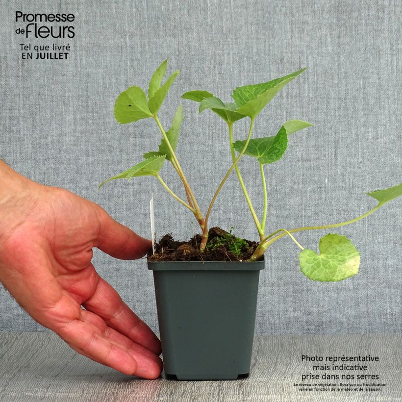Exemplar von Helleborus argutifolius - Korsische Nieswurz Kleine Töpfe von 8/9 cm wie im Sommer geliefert