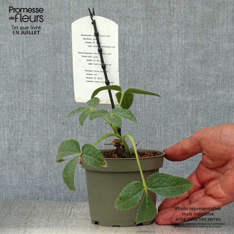 Exemplar von Helleborus argutifolius - Korsische Nieswurz Topf 12 cm / 13 cm wie im Sommer geliefert