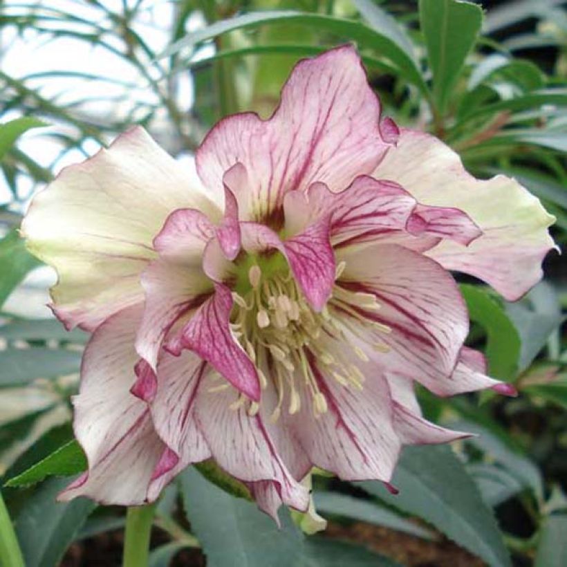 Helleborus orientalis Double Picotee (Blüte)