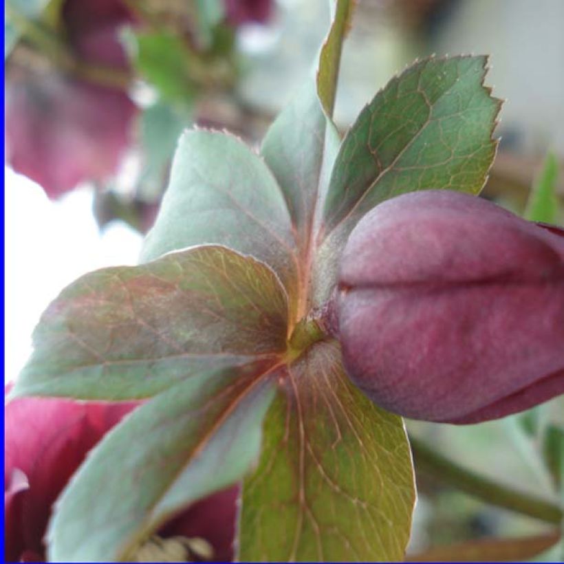 Helleborus orientalis Double Red (Laub)