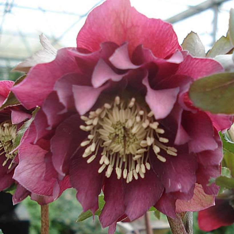 Helleborus orientalis Double Red (Blüte)