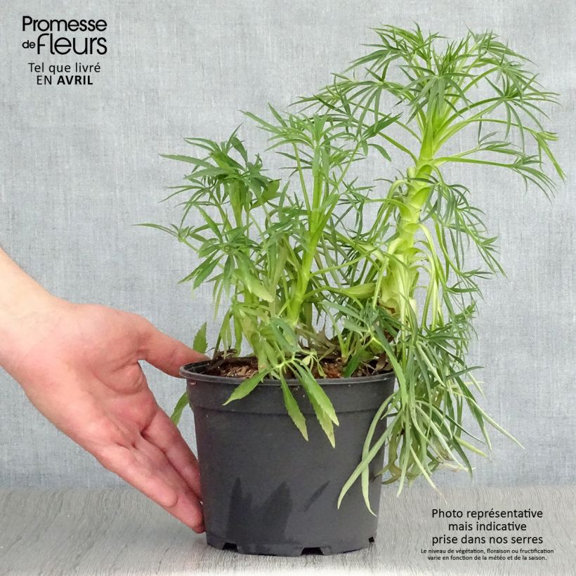 Exemplar von Helleborus foetidus Bowles Form - Stinkende Nieswurz Topf mit 2L/3L wie im Frühjahr geliefert