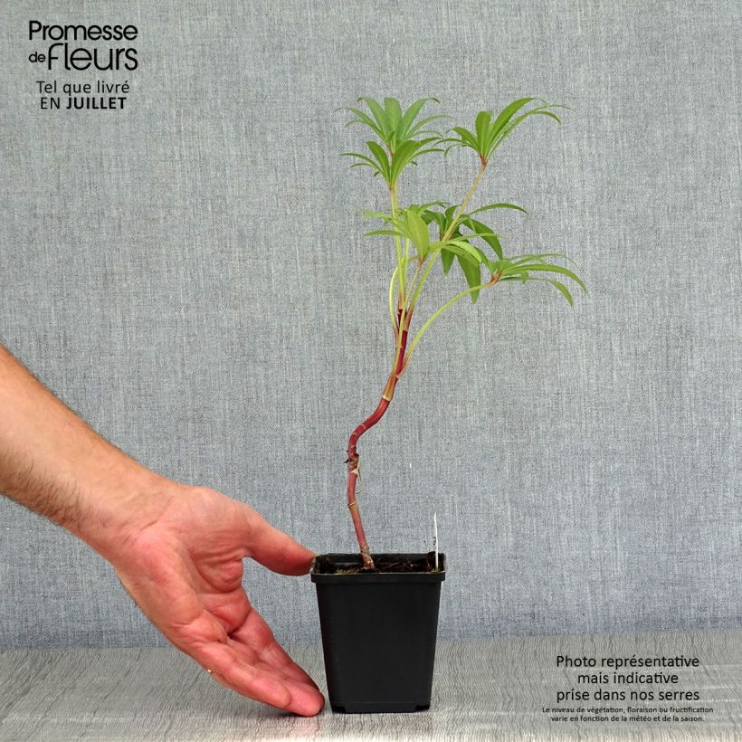 Exemplar von Helleborus foetidus Wester Flisk Group - Stinkende Nieswurz Kleine Töpfe von 8/9 cm wie im Sommer geliefert