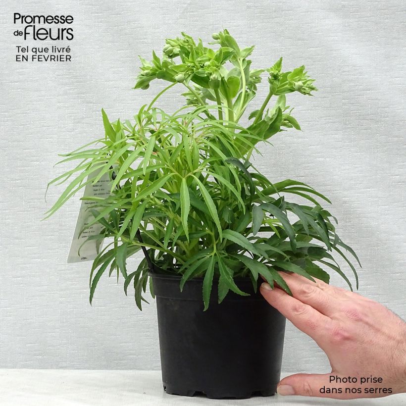 Exemplar von Helleborus foetidus Yellow - Stinkende Nieswurz Topf mit 1,5L/2L wie im Winter geliefert