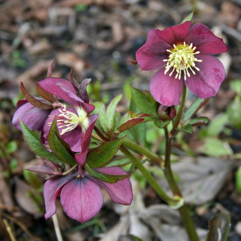 Helleborus orientalis Metallic Blue (Hafen)