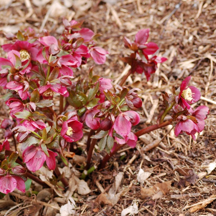 Helleborus orientalis Vesta (Hafen)