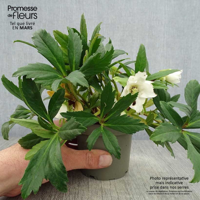 Exemplar von Helleborus niger Double Fashion - Schwarze Nieswurz Topf mit 1L/1,5L wie im Frühjahr geliefert