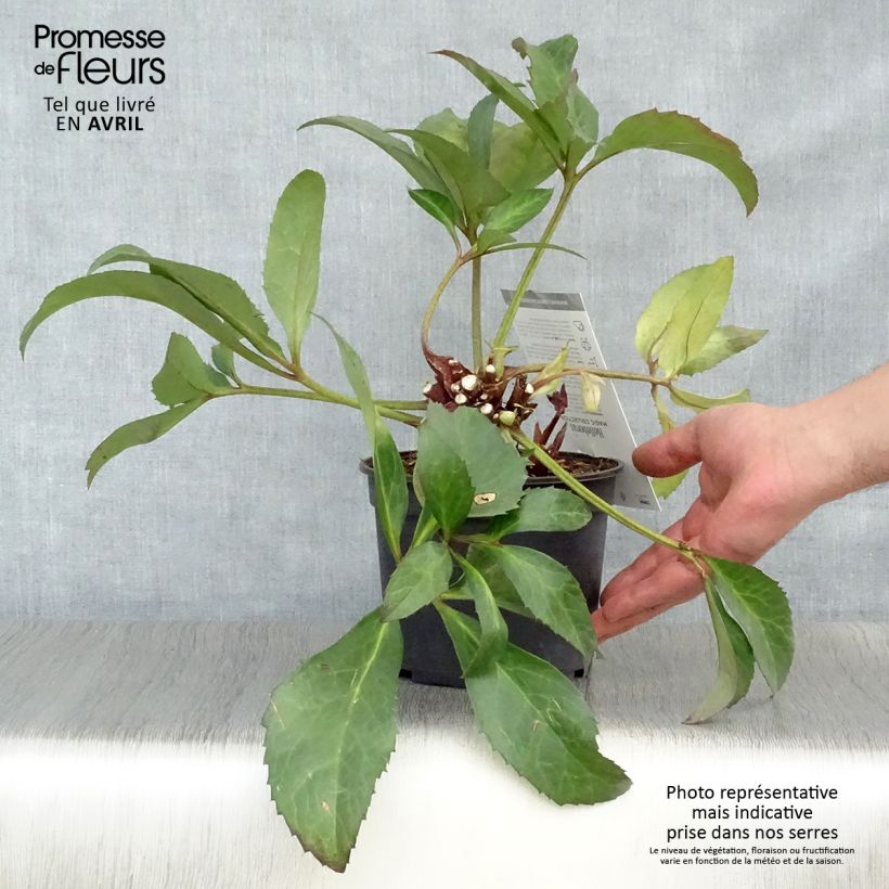 Exemplar von Helleborus nigercors Candy Love Topf mit 2L/3L wie im Frühjahr geliefert