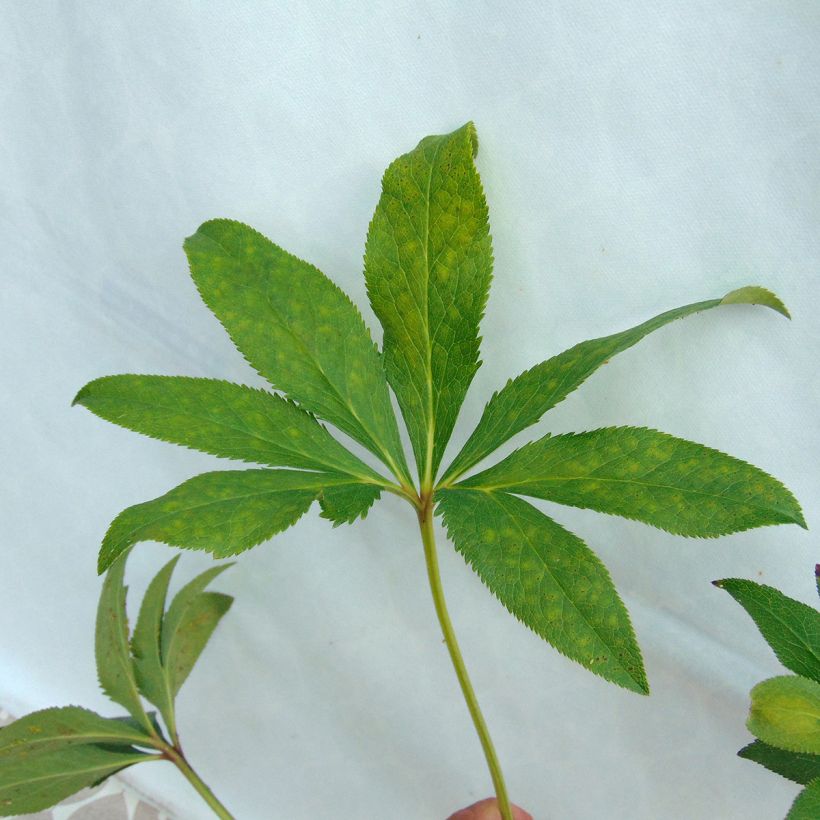 Helleborus orientalis Anemone Apricot (Laub)