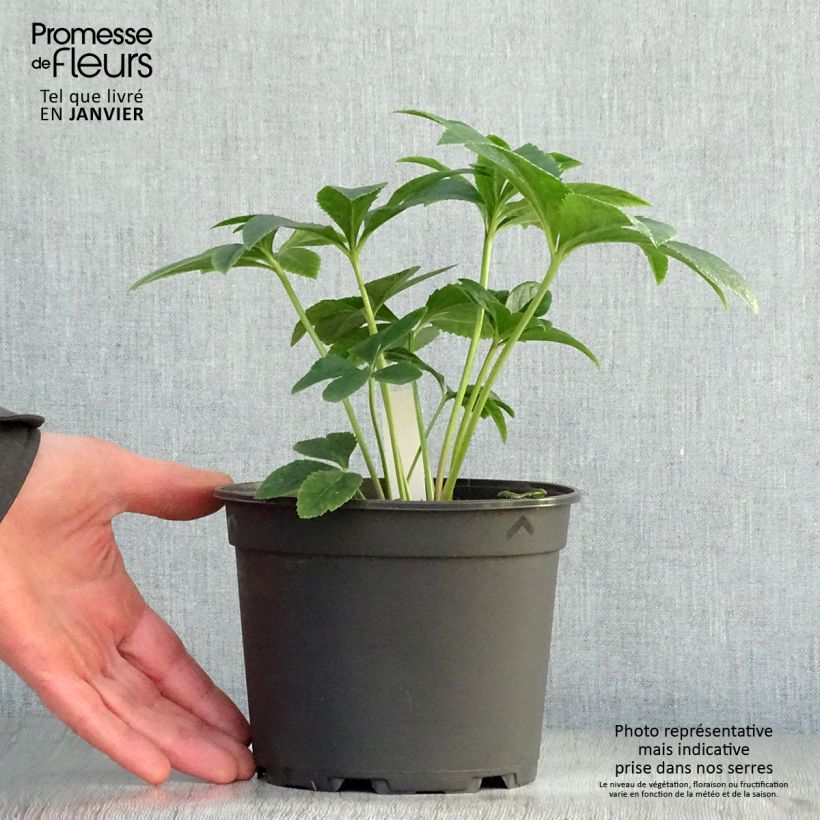 Exemplar von Helleborus orientalis Anemone Apricot Topf mit 2L/3L wie im Winter geliefert