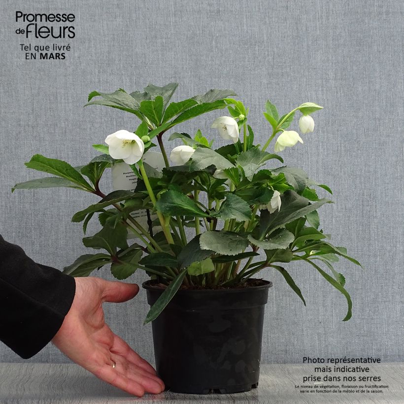 Exemplar von Helleborus orientalis White Topf mit 2L/3L wie im Frühjahr geliefert