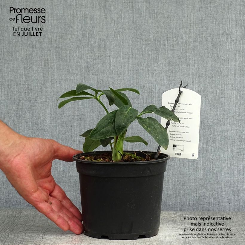 Exemplar von Helleborus orientalis Double White Topf mit 2L/3L wie im Sommer geliefert