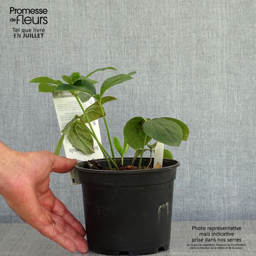 Exemplar von Helleborus orientalis Double Picotee Topf mit 2L/3L wie im Sommer geliefert
