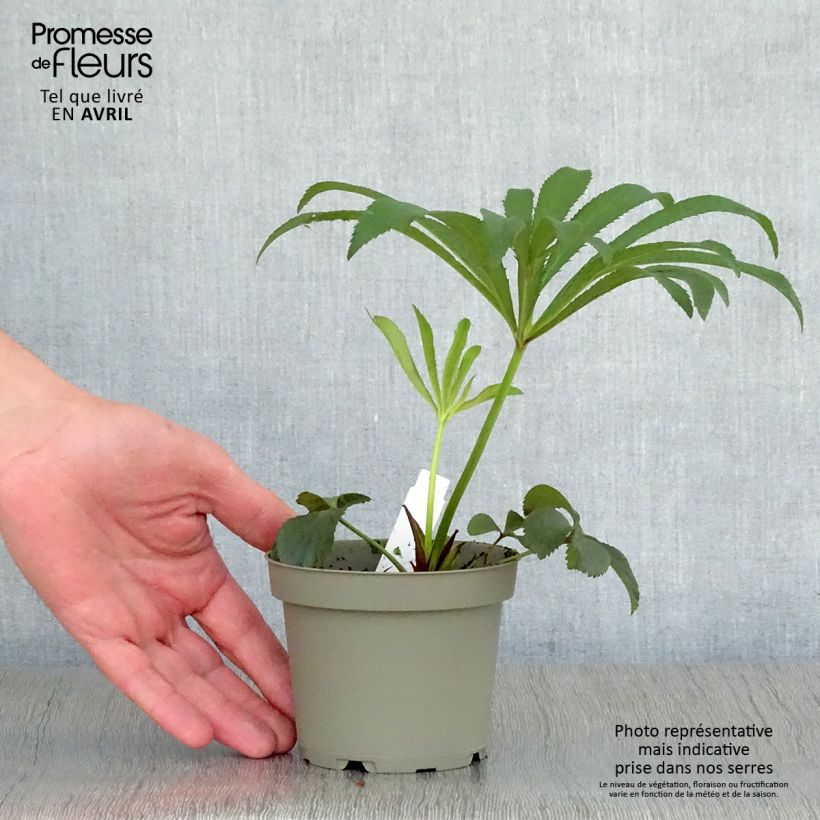 Exemplar von Helleborus orientalis Black Topf mit 1,5L/2L wie im Frühjahr geliefert