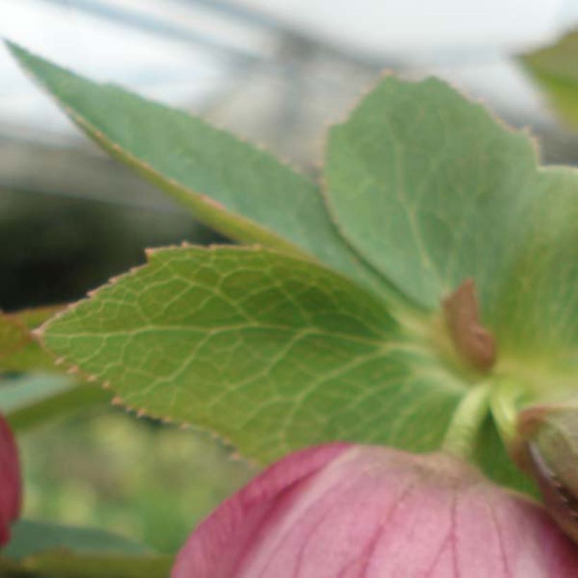 Helleborus orientalis Pink (Laub)