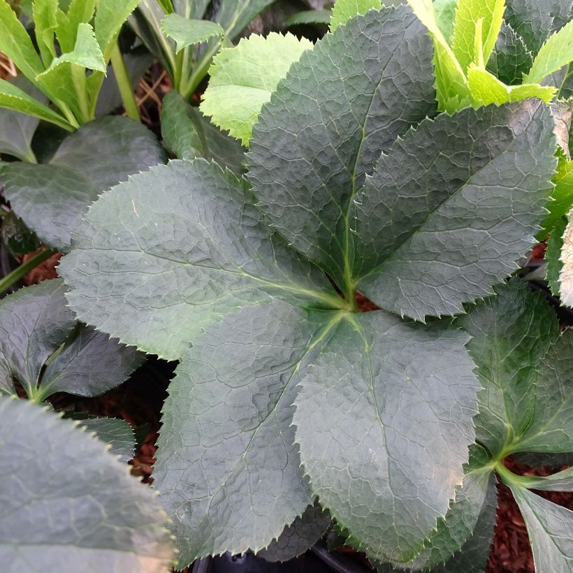 Helleborus orientalis Red (Laub)