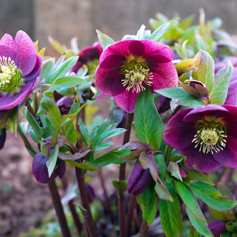 Helleborus orientalis Red (Hafen)