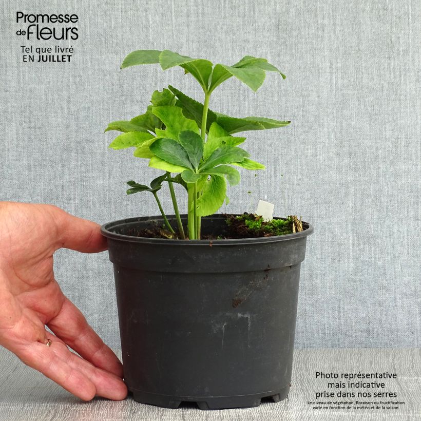Exemplar von Helleborus orientalis ViV Ariana Topf mit 2L/3L wie im Sommer geliefert