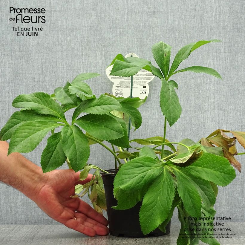 Exemplar von Helleborus orientalis ViV Fiorentina Topf mit 2L/3L wie im Sommer geliefert