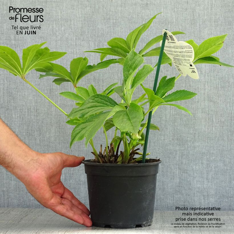 Exemplar von Helleborus orientalis ViV Suzanna Topf mit 2L/3L wie im Sommer geliefert