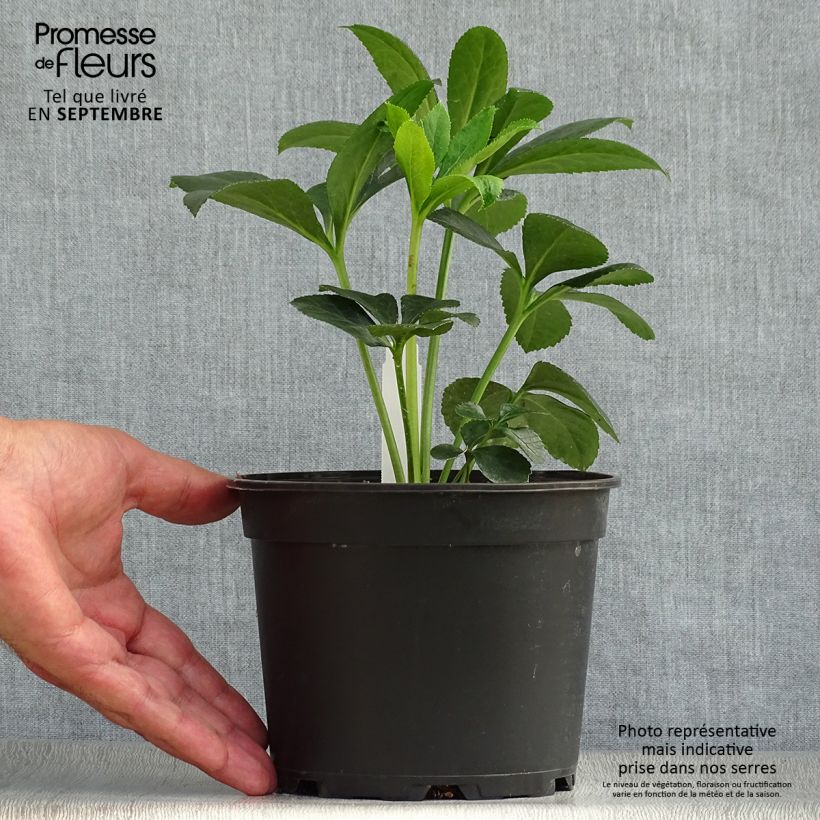 Exemplar von Helleborus orientalis Red Topf mit 2L/3L wie im Herbst geliefert