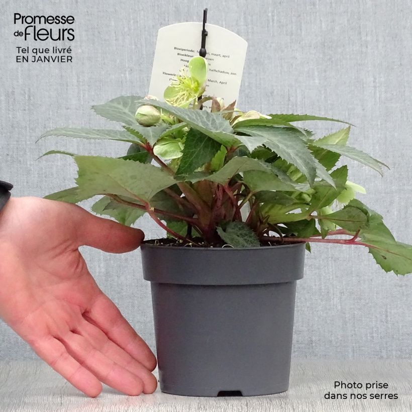 Exemplar von Helleborus sternii Grey Star - Nieswurz-Hybride Kleine Töpfe von 8/9 cm wie im Winter geliefert