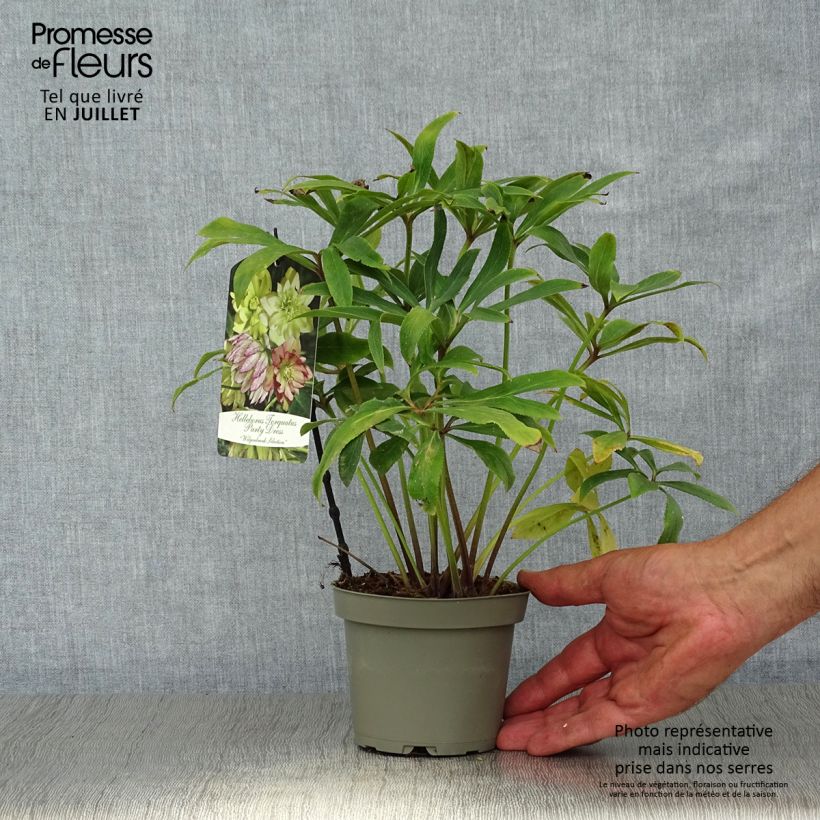Exemplar von Helleborus torquatus Party Dress Hybriden Topf 12 cm / 13 cm wie im Sommer geliefert