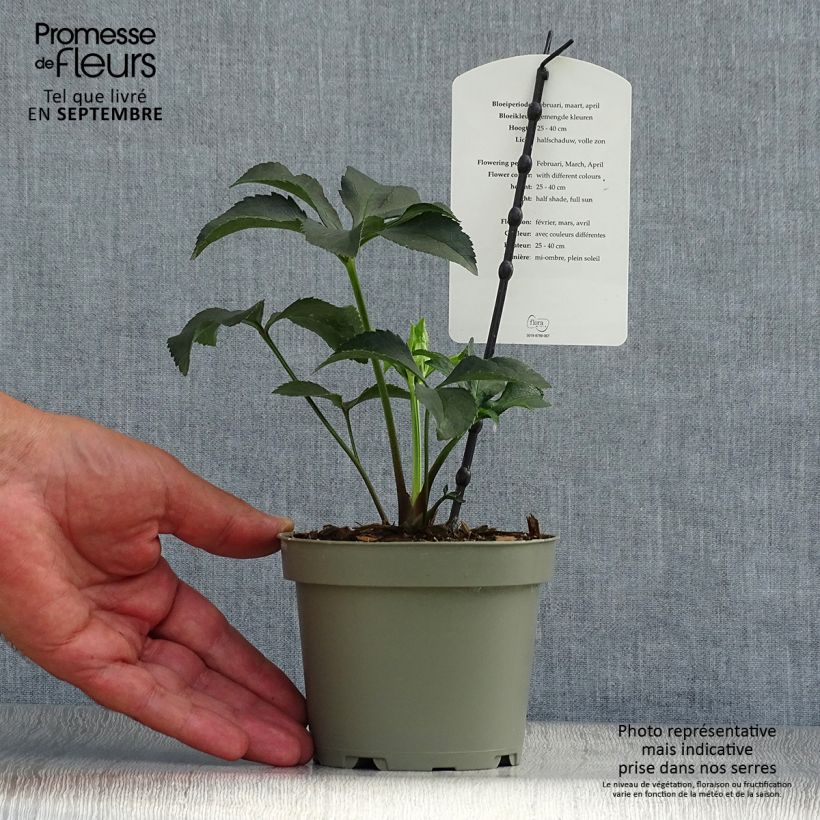 Exemplar von Helleborus torquatus Party Dress Hybriden Topf mit 1L/1,5L wie im Herbst geliefert
