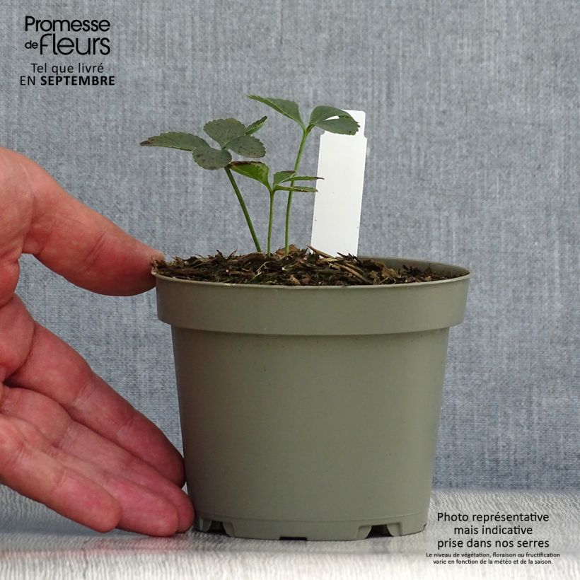 Exemplar von Helleborus torquatus Topf mit 1L/1,5L wie im Herbst geliefert